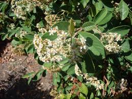 Hellrosa blüte im mai und frucht: Parney S Cotoneaster Cotoneaster Lacteus Immergruner Strauch Mit Blattern Dunkelgrun Weiss Unten Weissen Cluster Von Bluten Und Roten Beeren Lizenzfreie Fotos Bilder Und Stock Fotografie Image 30170453