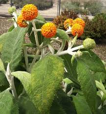 Image result for Buddleja pulchella