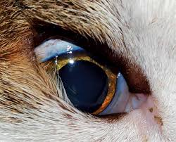Neuticles are only one of the pet plastic surgeries that cats and dogs are undergoing. Diagnosis And Treatment Of Entropion In Felines Vet Times