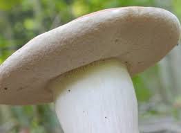 Image result for Xanthoconium separans