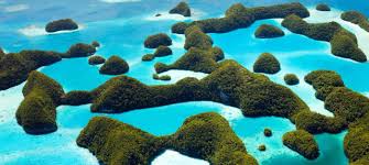 Enter your dates and choose from 46 hotels and other places to stay! Rich In Biodiversity Palau Looks To Protect Its Most Precious Resource