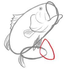 Listed below are the storyline missions in red dead redemption 2. How To Draw A Bass Fish Drawings Easy Drawings Cute Drawings