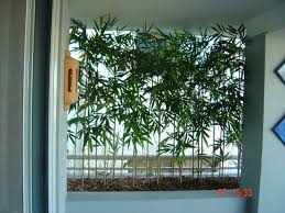 Their new foliage varies between fiery red to bronze and becomes the feature of this plant. Artificial Plants Used For Screening Plants