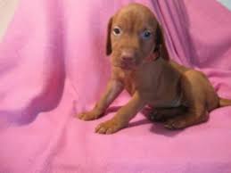 Join millions of people using oodle to find puppies for adoption, dog and puppy listings, and other pets adoption. Vizsla Puppies For Sale Petfinder