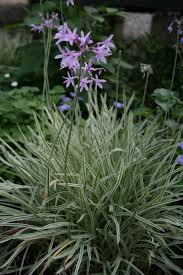 Because i am asked about it all the time i decided to do an article on it: Tulbaghia Society Garlic Variegated 6 Pot Hello Hello Plants Garden Supplies