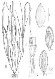 Image result for Digitaria ternata