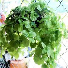 Image result for Pilea rivularis