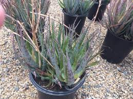 They're perfect in container gardens and landscape beds, too. Succulent Plant Large Blue Elf Aloe Hybrid A Tall Aloe With Etsy