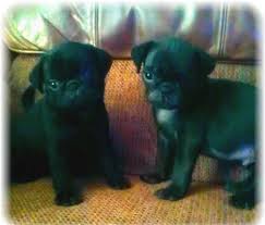 The perfect puppy is waiting for you. Black Pug Puppies For Sale In Orlando Florida Classified Americanlisted Com