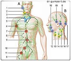 Ein funktionierendes lymphsystem sorgt dafür, dass sich kein lymphstau in der peripherie des körpers ansammelt. Lymphsystem