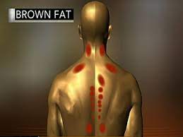 Learn more about brown fat, or brown adipose tissue (bat), what it does, and how it can help our bodies be strong and healthy. How Brown Fat Benefits Your Health Cbs News