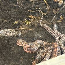 Brazilian Rainbow Boa Care: Setup, Diet, Size & More