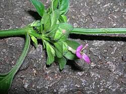 Image result for Dicliptera hensii