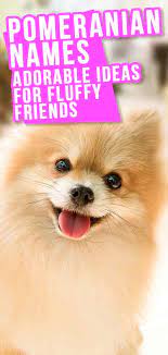Pomeranian Names Hundreds Of Unique Ideas For Boys And Girls