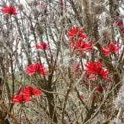 Image result for Erythrina afra