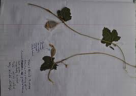 Image result for Cucumis prophetarum