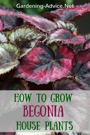 Angel wings senecio needs 0.8 cups of water every 12 days when it doesn't get direct sunlight and is potted in a 5.0 pot. The Angel Wing Begonia And Care Of Begonia House Plants