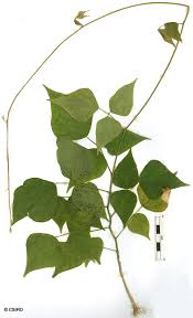 Image result for Rhynchosia mannii