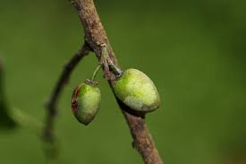 Image result for Berchemia discolor