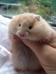 Female teddy bear hamsters usually have long hair but it is somewhat shorter than the males who have the longest hair of both the sexes. All About The Syrian Hamster A K A Golden Teddy Bear Hamster How To Take Care Of Them Plus Lots Of Phot Cute Funny Animals Cute Baby Animals Bear Hamster