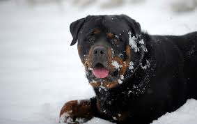 rottweiler wallpapers pictures images