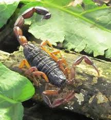 These shy arachnids are one of several scorpions native to the pacific northwest, and can be found under logs or rocks. Scorpionism And Dangerous Species Of Colombia Springerlink