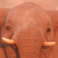 African Elephant Facts - Elephants For ...