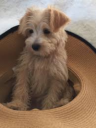 , windy hill kennel ohio. Schnoodle Puppies For Sale Fayetteville Tn 221962