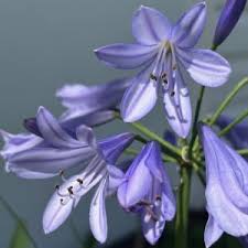 Image result for Aristea angolensis