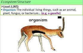 Ecology Organism Ecology Organs Ecosystems