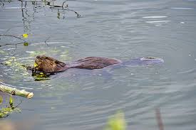 Learn how to get rid of roaches quickly and easily by following these simple steps. How To Get Rid Of Beavers Varment Guard Wildlife Services