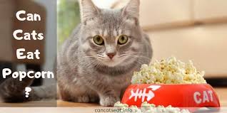 As cats are a carnivorous animal. Can Cats Eat Popcorn Is It Safe For Cats Eating Popcorn
