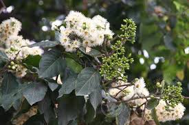 Image result for Eucalyptus torelliana