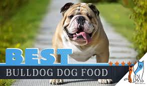 Feeding a bulldog puppy wet food wet food usually comes in cans and is generally considered meatier and more appetizing than dry old kibble. 15 Best Dog Foods For Bulldogs Our 2021 In Depth Feeding Guide