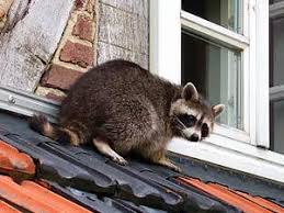 Removing raccoons from under your deck or shed requires a simple approach: How To Get Rid Of Raccoons Best Raccoon Control Tips Methods And Products