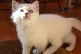 14 Purebred Cat Birman Kitten Newborn Animal Stock Photos Pictures Royalty Free Images Istock