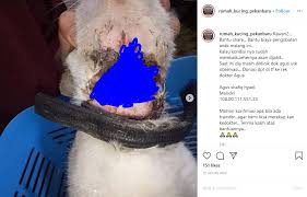Harga vaksin kucing di klinik kerajaan 2020. Viral Leher Kucing Terluka Parah Terjerat Karet Gelang Hingga Menyatu Di Daging Ini Penjelasannya Tribunnews Com Mobile