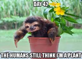 I M Pretty As A Flower Sloth Meme Cute Sloth Pictures Cute Wild Animals