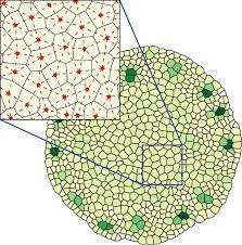 We did not find results for: The Large Picture Shows A Typical Tissue Of Cells The Zoomed In Download Scientific Diagram