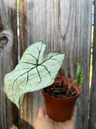 Colorful Caladiums - Plant Talk