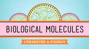 Biochemistry Tests For Food Macromolecules Lipid Answers Biological Molecules You Are What You Eat Crash Course Biology 3 Hank Talks About The Molecules That Teaching Biology Life Science Lessons Biology Lessons