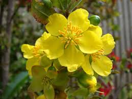 Image result for Ochna barbosae