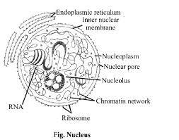 We did not find results for: Ncert Solutions For Class 11 Biology Chapter 8 Cell The Unit Of Life