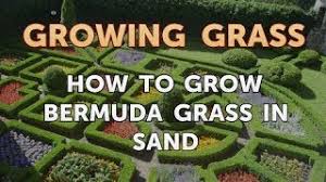 Requires full sun and good drainage. How To Grow Bermuda Grass In Sand Youtube
