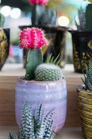 Veillez à tourner le pot des plantes à intervalles réguliers pour encourager de nouvelles pousses. Cactus Comment L Entretenir