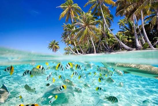 tour Cù Lao Chàm từ Đà Nẵng