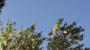 Any of several north american poplar trees, especially populus deltoides, which has triangular leaves and a tuft of cottony hairs on the seeds. Aerial View Of Cottonwood Populus Stock Footage Video 100 Royalty Free 1032219158 Shutterstock