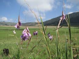 Image result for Psammotropha myriantha