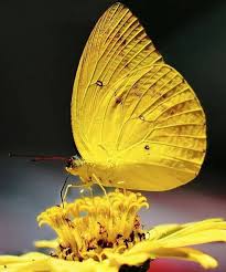 Black And Yellow Striped Caterpillar Georgia Yellow On Yellow Camouflage Yellow Butterfly Beautiful Butterflies Colorful Butterflies