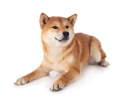 In this shiba inu guide post you can read about the shiba inu price in usa, uk and more. How Much Does A Shiba Inu Cost Uk